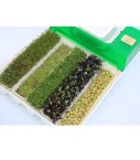 Germoir Easygreen