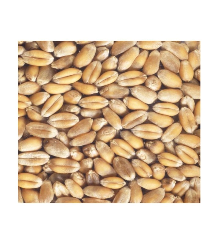 Germe de Blé Bio Germline - 250g