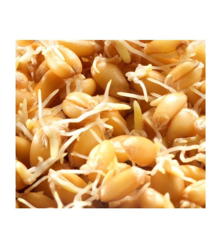 Germe de Blé Bio Germline - 250g