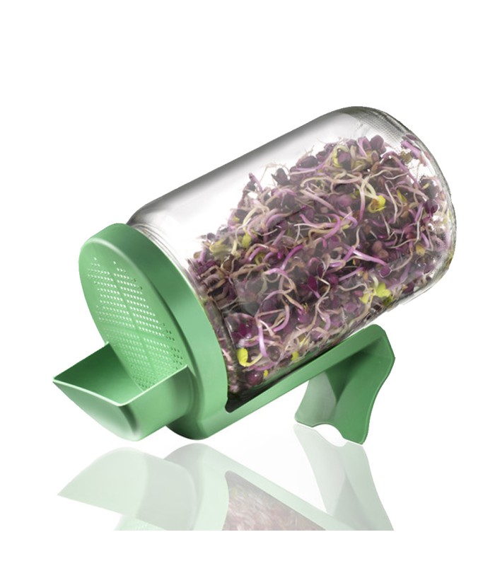 Germoir en verre - lot de 6